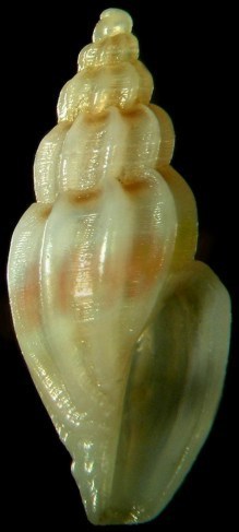 Mangelia da classificare